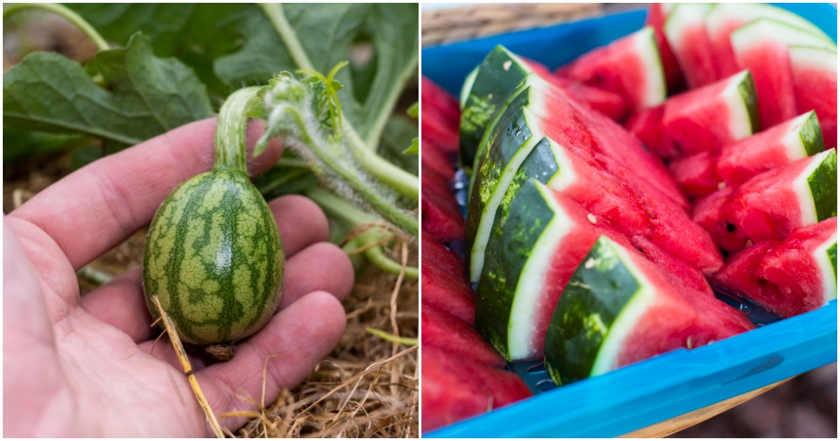 Kdy zasadit vodní meloun?