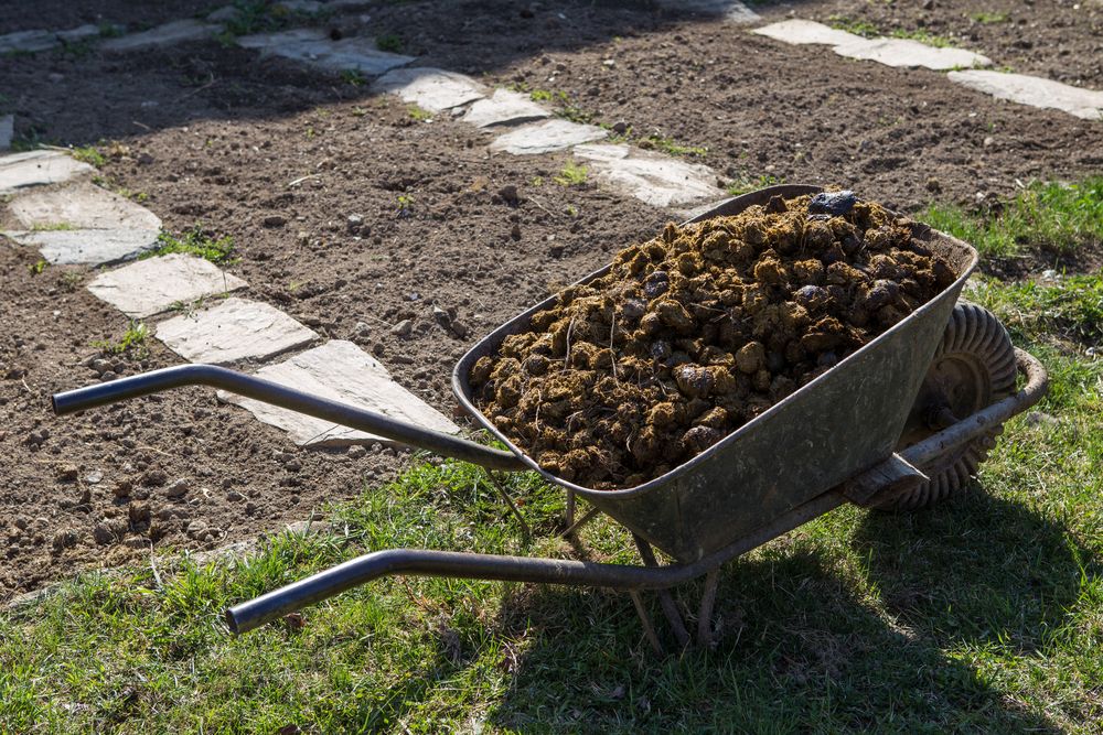 Jak připravit záhony pro efektivní letní pěstování okurek