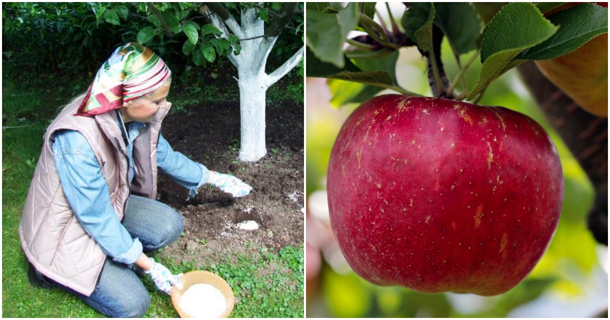 Jak hnojit jabloně?