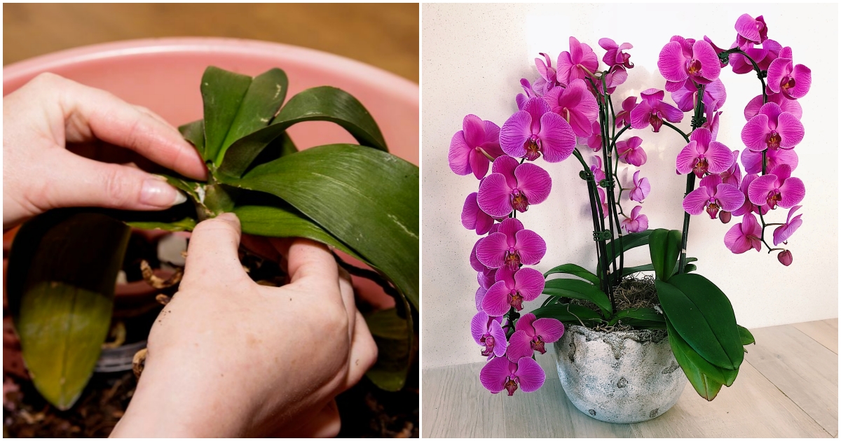 Jak oživit starou orchidej?