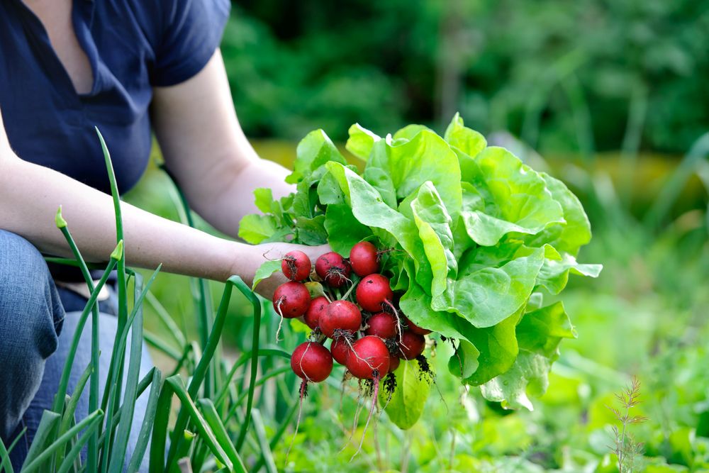 Co zasadit tam, kde jste pěstovali česnek: Dejte přednost petrželi a salátům