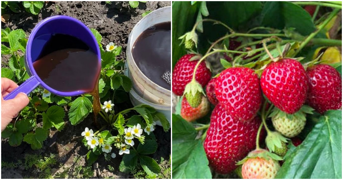 Čím hnojit jahody v květu?