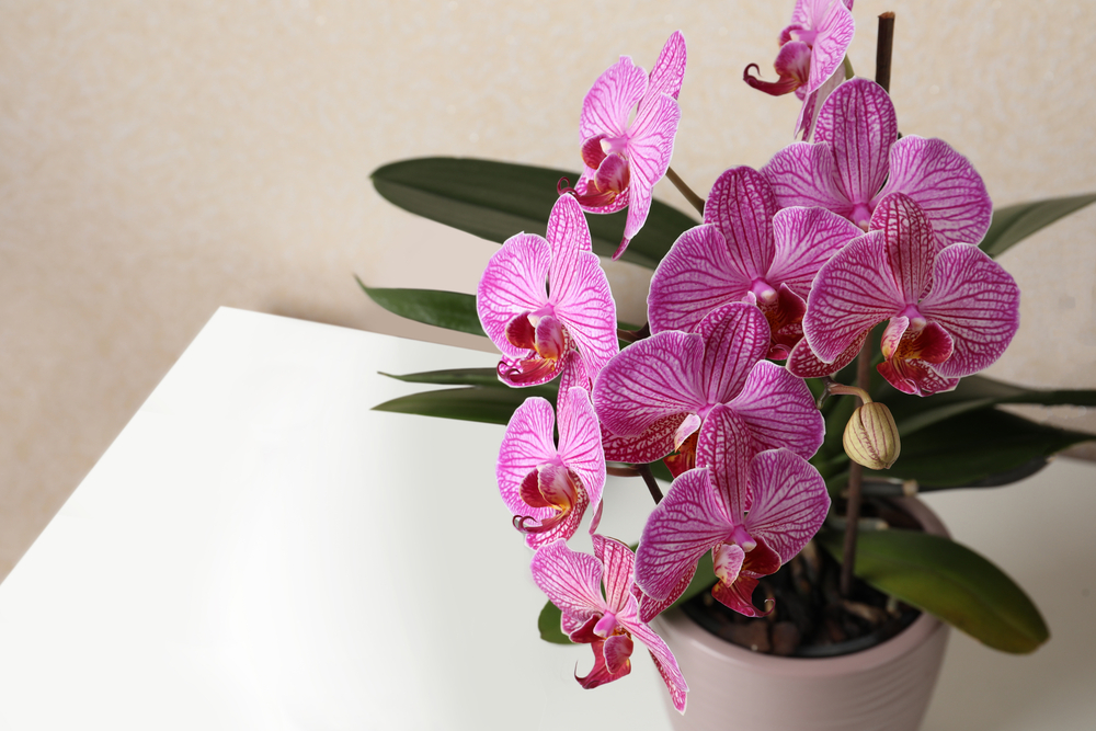 čím hnojit orchidej