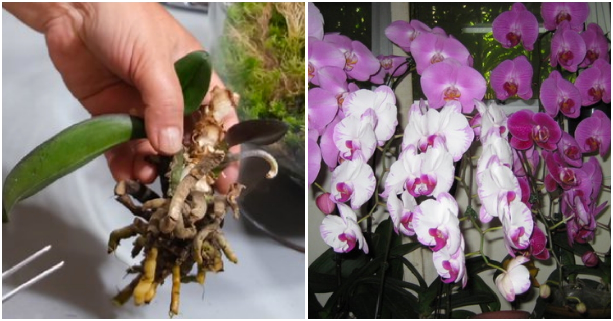 Jak zachránit suchou orchidej?
