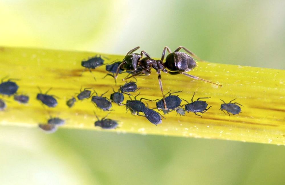Jak vyhnat mravence ze zahrady díky správným rostlinám – stačí je vysadit