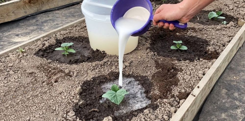 Jak využít zbytky mléka na zahradě