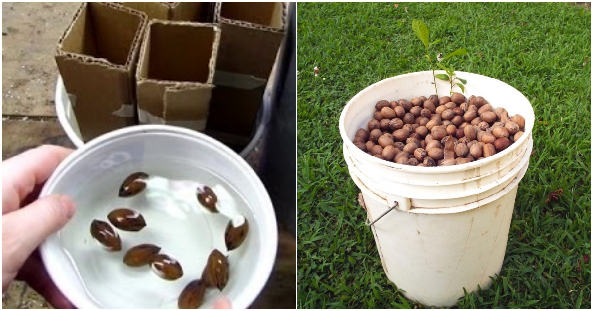 Jak vypěstovat Ořech z plodu?