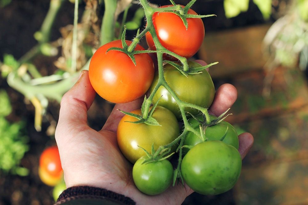 Kroky ke skvělé letošní úrodě rajčat od A do Zet