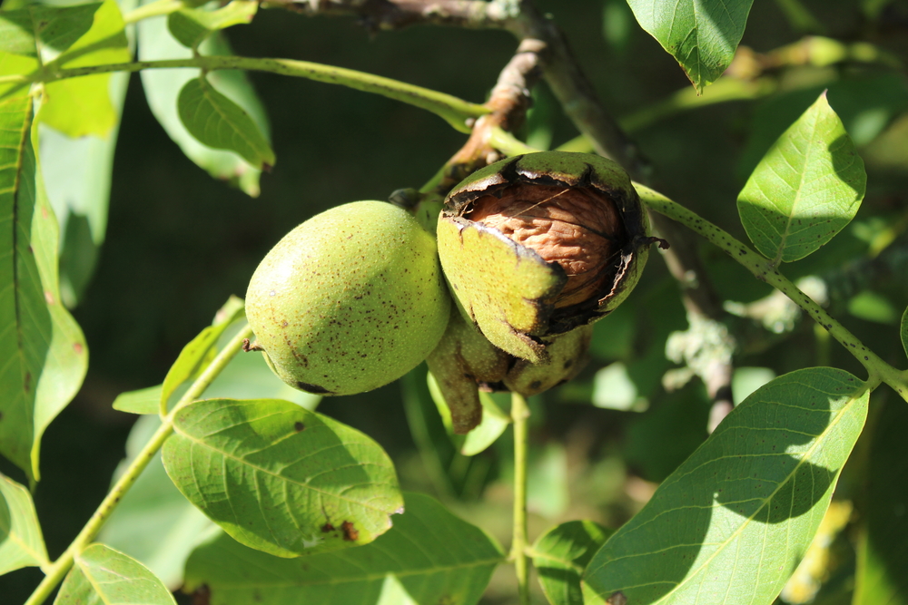Aby ani lístek z ořechu nepřišel nazmar, naučte se tento specifický zahradní odpad správně zpracovávat