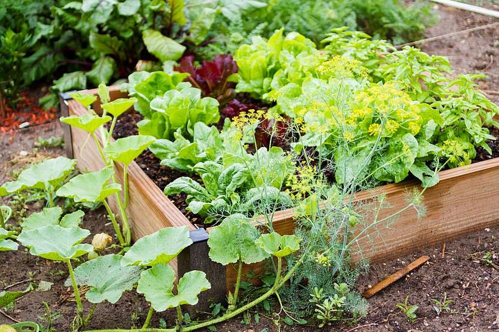 Jak pěstovat salát, aby nebyl hořký a potěšil váš šťavnatými listy