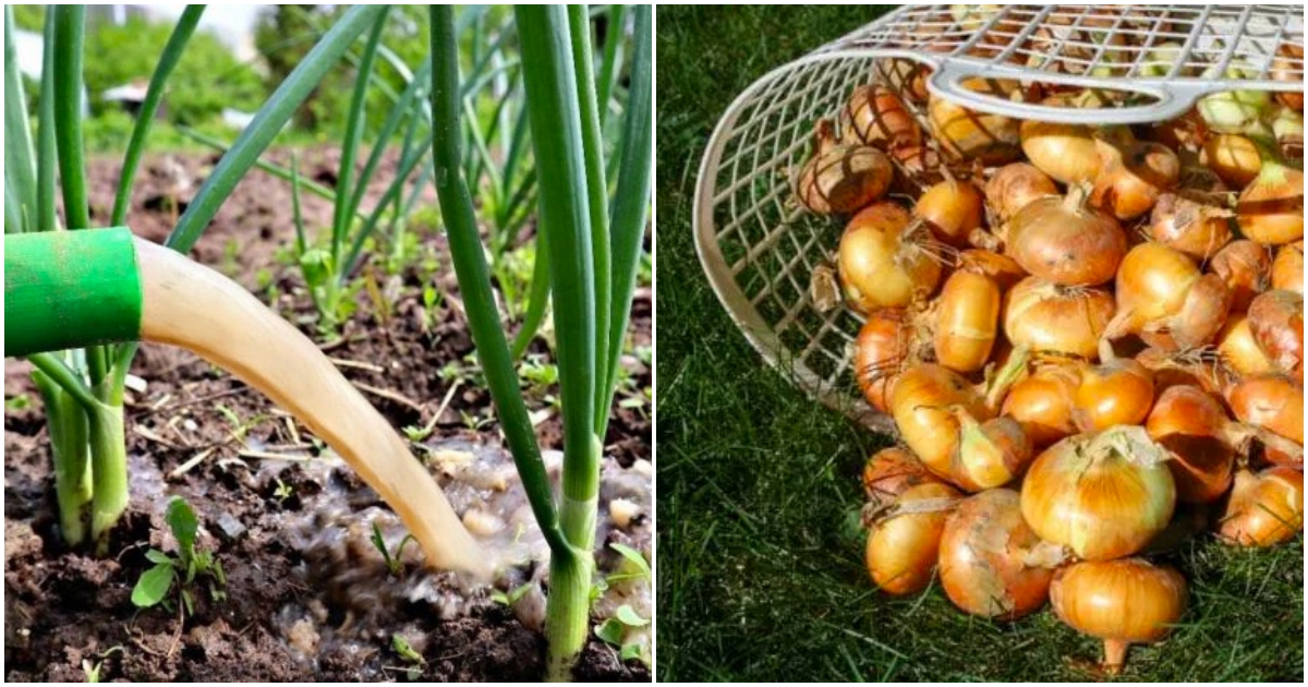 Čím hnojit česnek v červnu?
