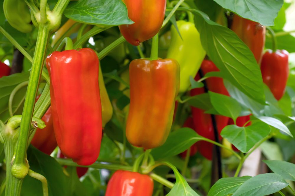 Zahradník s 30letou praxí radí, jak na velkou úrodu paprik