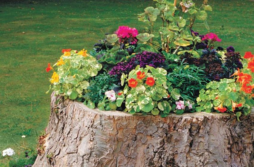 Jak kreativně využít pařez na zahradě, aniž byste ho museli likvidovat