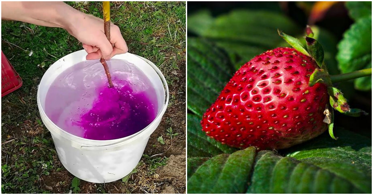 Čím hnojit Stáleplodící jahody?