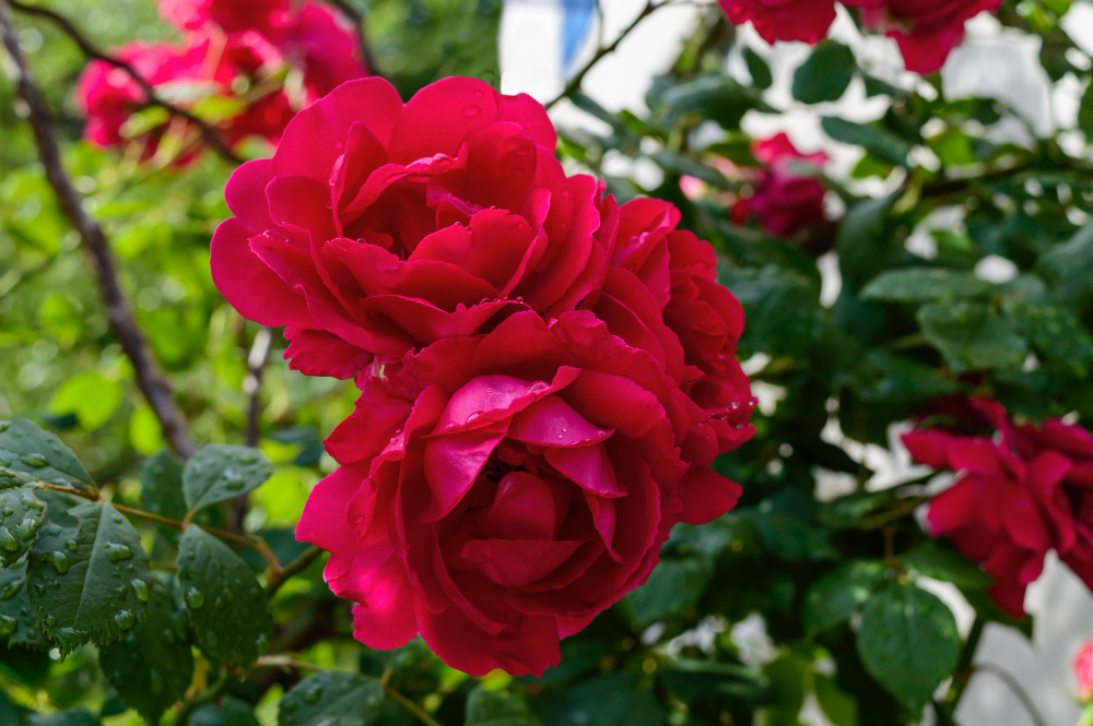 Jarní střih růží může být pro jejich kondici rozhodující, nezanedbejte ho