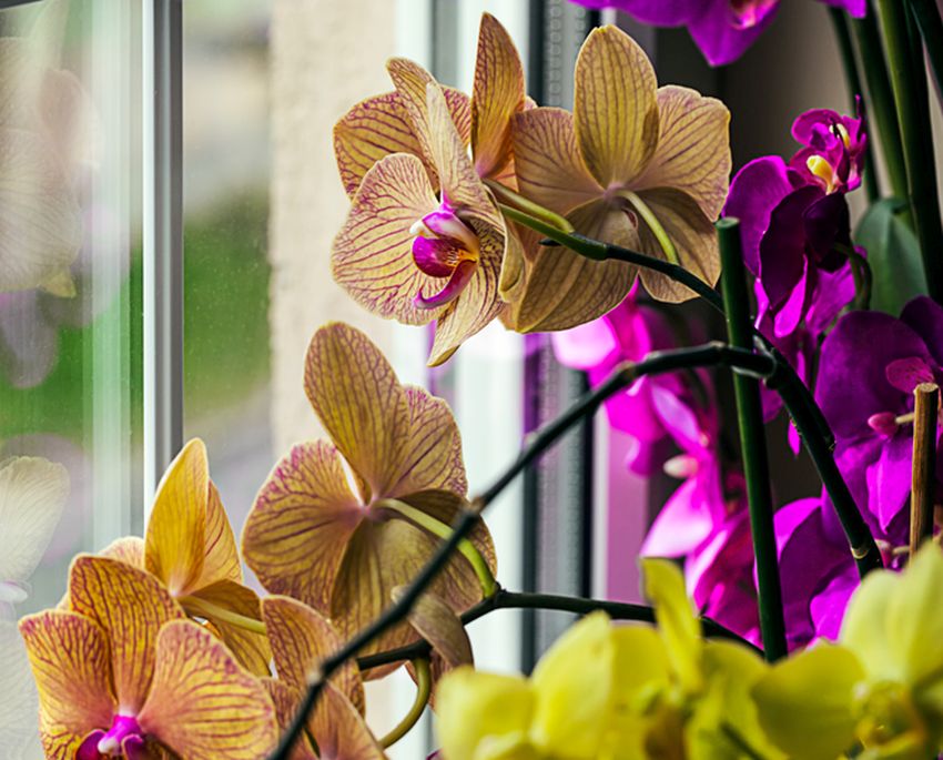 Kdy zaléváte vaši orchidej