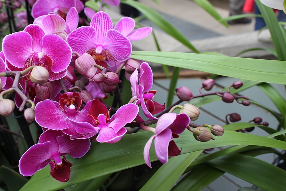 Jak ponouknout orchidej z obchodu opět ke květu
