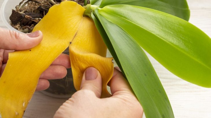 Jak zachránit orchidej bez kořenů