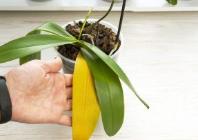 Šikovné použití citronu zachrání i nemocné a zanedbané rostliny