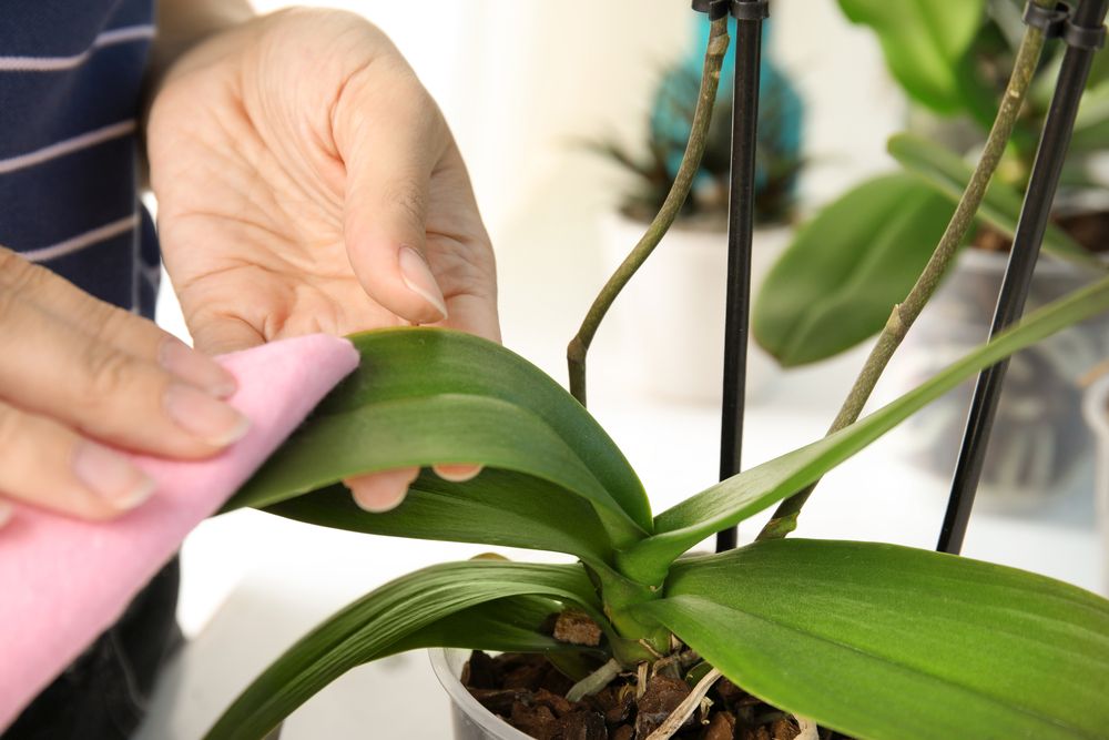 Jak vypadají listy zdravé orchideje