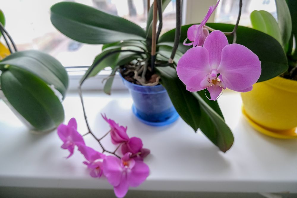 hnojení orchideje