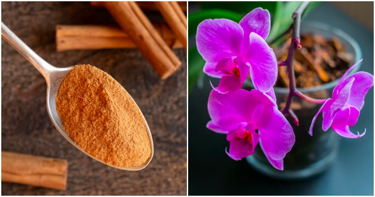 Proč mazaní pěstitelé dávají orchidejím lžičku skořice do květináče. Levné koření má fantastický účinek