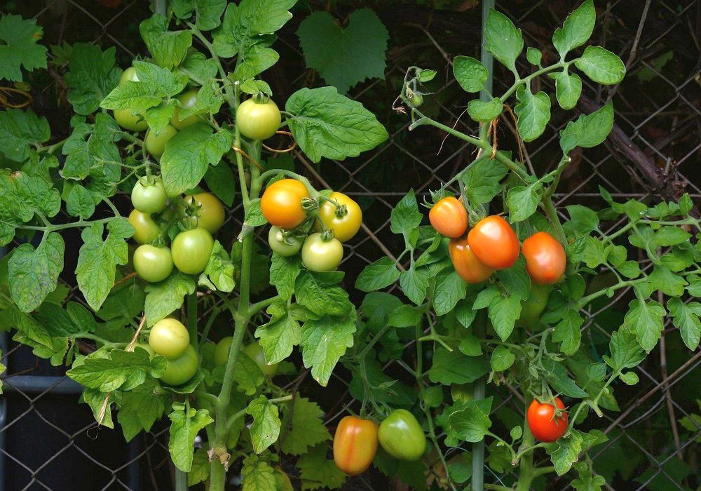 Stará lidová taktika pro růst a produktivitu rajčat 