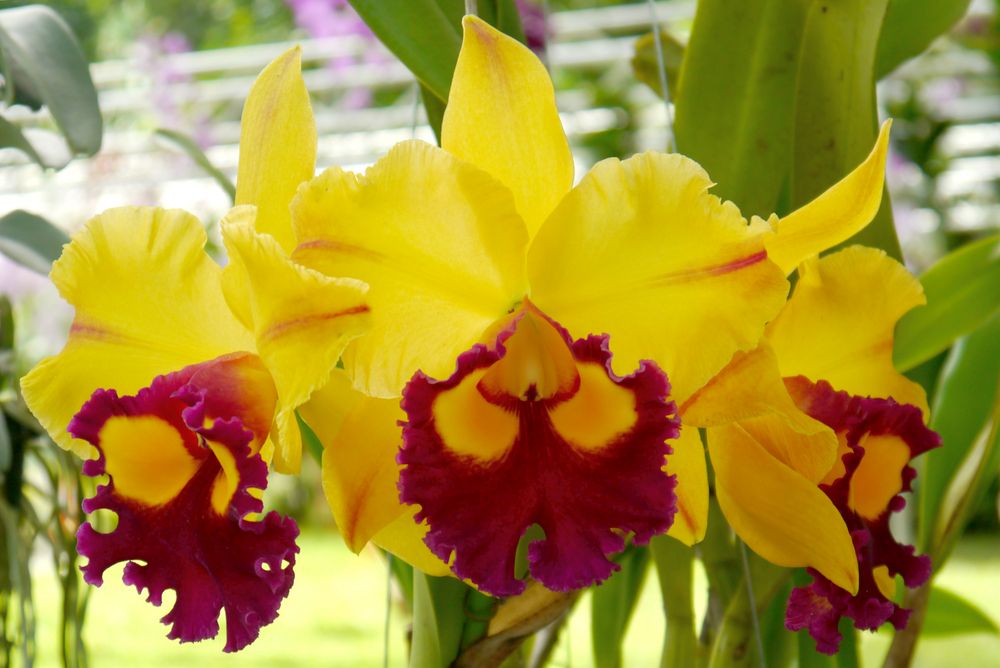Nevhodní sousedé pro orchidej 