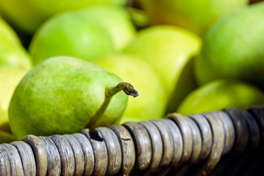 Pro výsadbu na podzim se skvěle hodí třeba jabloně a hrušně