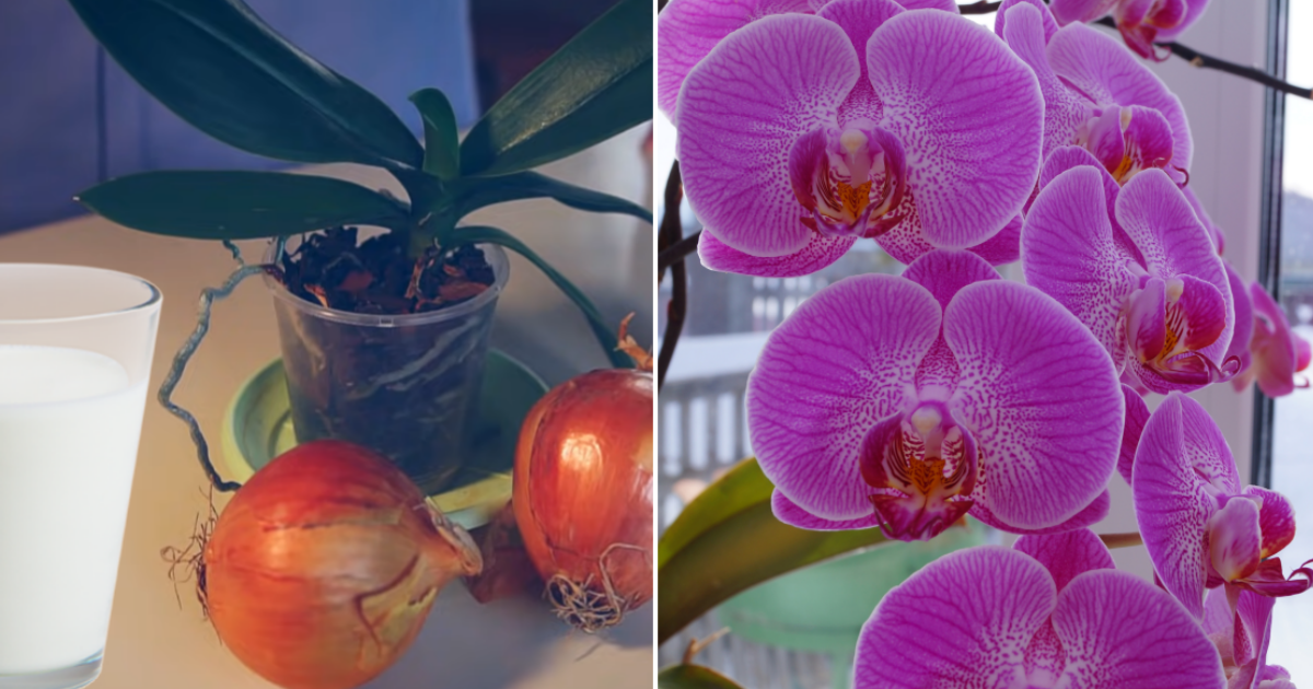 Orchideje milují mléko a cibuli: Kombinace s kouzelnými účinky, která zajistí několikanásobnou bohatost květů