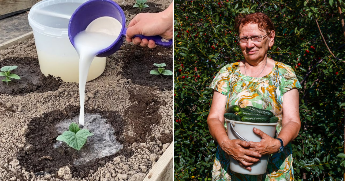 Pro okurky je domácí odpad jako dar z nebes. Starý zahrádkářský recept zařídí maximální úrodu