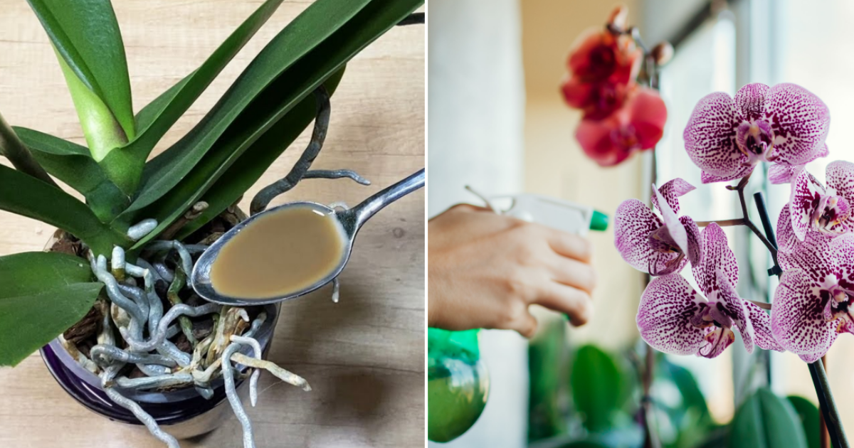 Jedna dávka domácího sirupu je pro orchideje jako antibiotikum. Postaví na nohy i staré rostliny na pokraji smrti