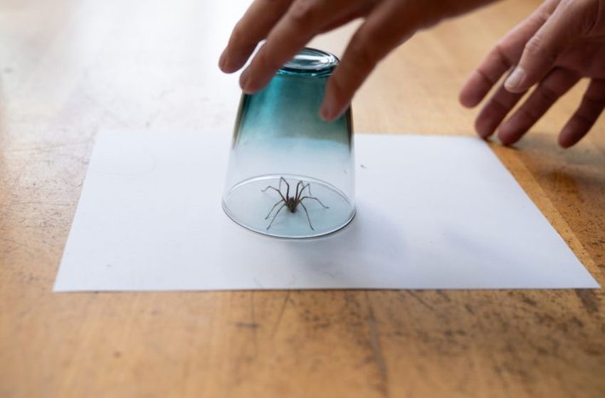 Pavouci nejsou v domácnosti právě vítanými společníky. Pokud proti nim ovšem zakročíte chytře, už nikdy se u vás doma neobjeví.