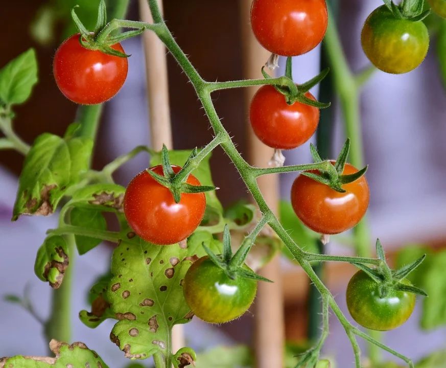 Mnoho plodů bez plísně – u rajčat stačí pár kapek jódu