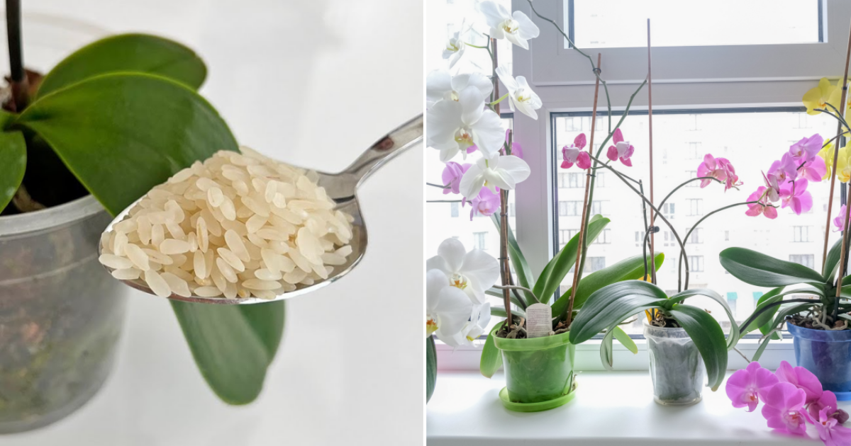 Tajný recept zkušených pěstitelů orchidejí: Levná surovina, která je v každé domácnosti, zajistí obrovské květy