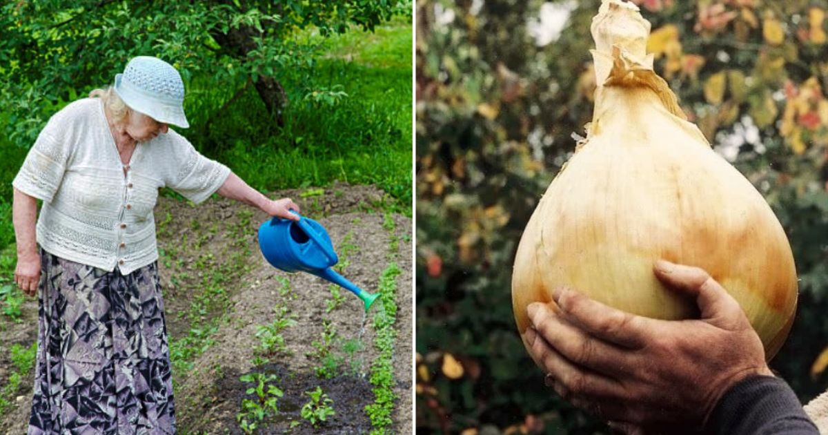Vesnický trik, který ztrojnásobí velikost cibule: Nestojí ani korunu, stačí jen udělat jednoduchý úkon, který zabere pár minut