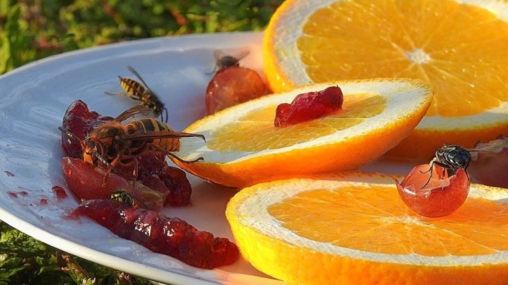 Jak vyrobit past na vosy – je to jednodušší, než si myslíte