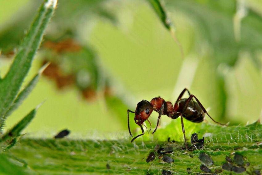 Mravenci se zahradě vyhnou obloukem, odežene je vratič