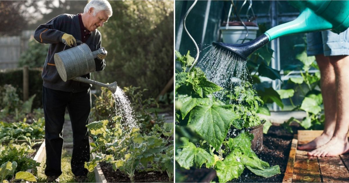 Kdy je lepší zalévat zahradu?
