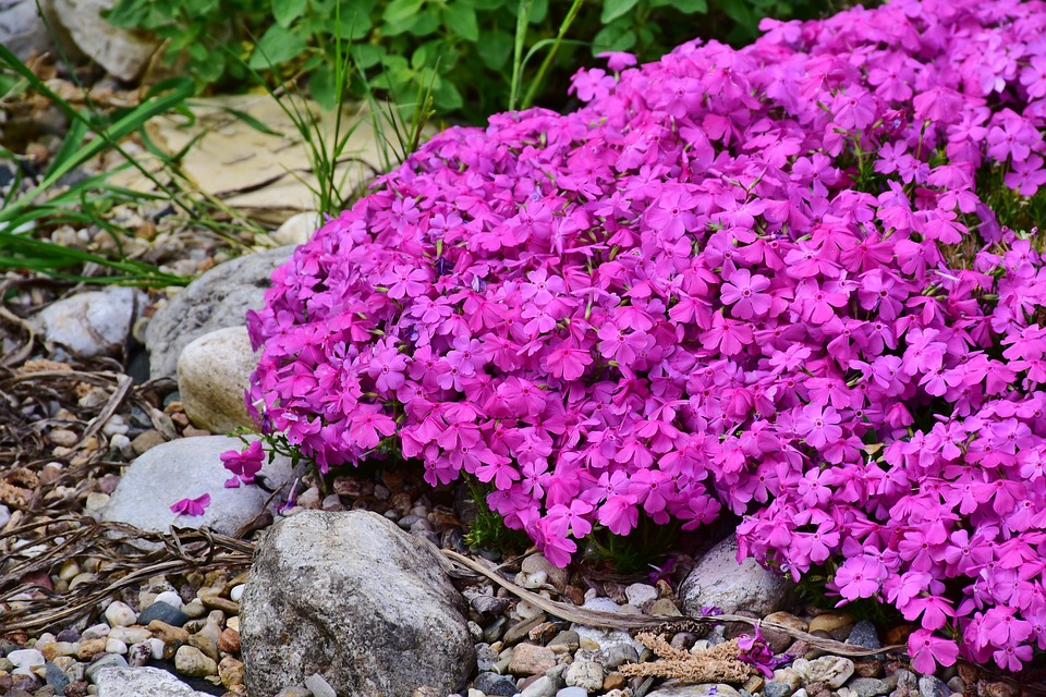 Mnoho květin se možné vysadit už v září – pojistíte si tím jejich brzký rozkvět a zahradu plnou barev