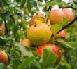 Proč větve jabloně usychají: Na vině může být mnoho faktorů