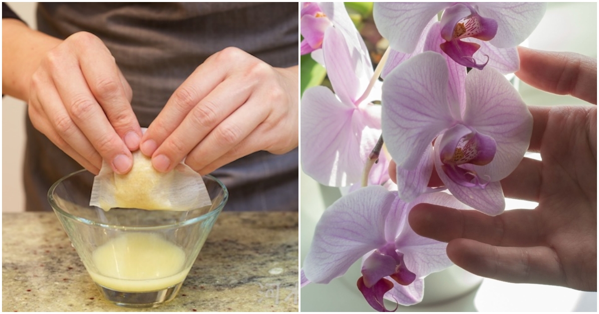 Orchidej plná květů je lehce uskutečnitelný sen: Ve spíži má každý z nás hnojivo, které orchideje nakopnou jako nic předtím