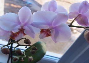 Proč dávat pravidelně kávovou sedlinu k orchidejím