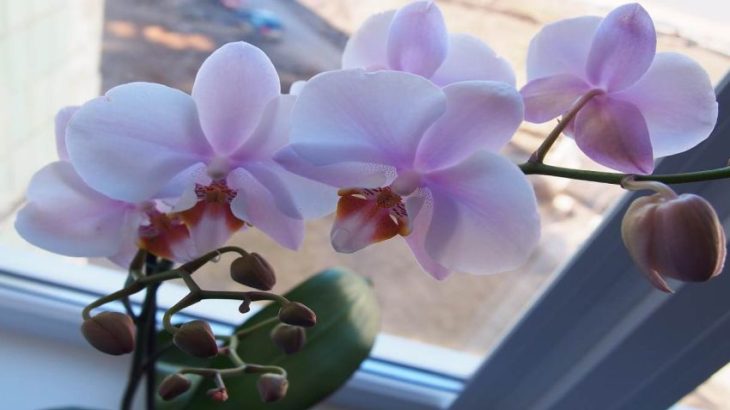 Proč dávat pravidelně kávovou sedlinu k orchidejím