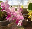 Nevhodní sousedé pro orchidej