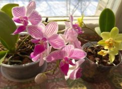 Nevhodní sousedé pro orchidej