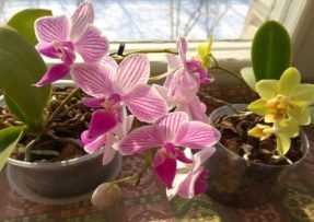 Nevhodní sousedé pro orchidej