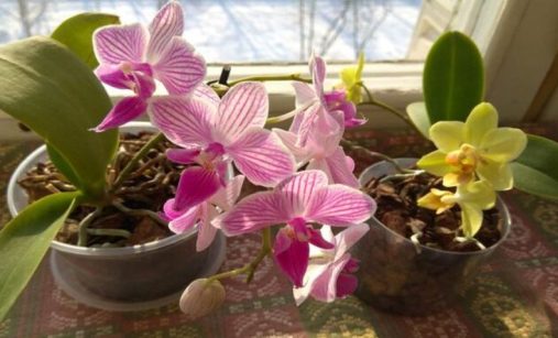 Nevhodní sousedé pro orchidej