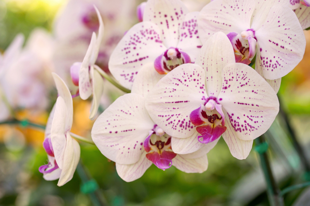 Výživný sirup pro orchidej