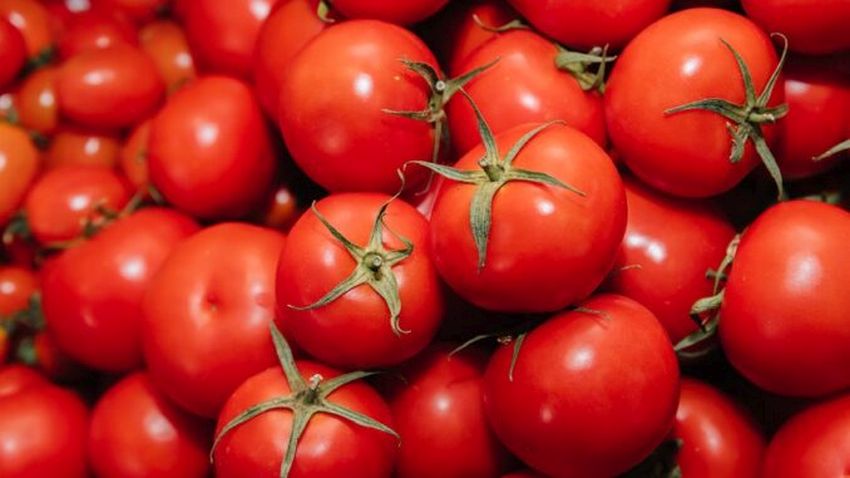 Aby rajčata nebyla napadena hnilobou použijte dusičnan vápenatý